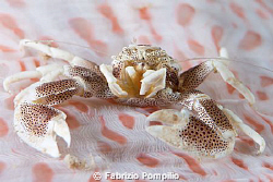 granchio porcellana by Fabrizio Pompilio 